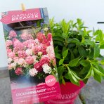 Hortenzia metlinatá (Hydrangea paniculata) ´GROUNDBREAKER® RUBY´ by LIVING CREATIONS®´ - výška 10-20 cm, kont. C3L